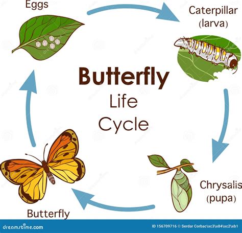 Life cycle of a Butterfly .
